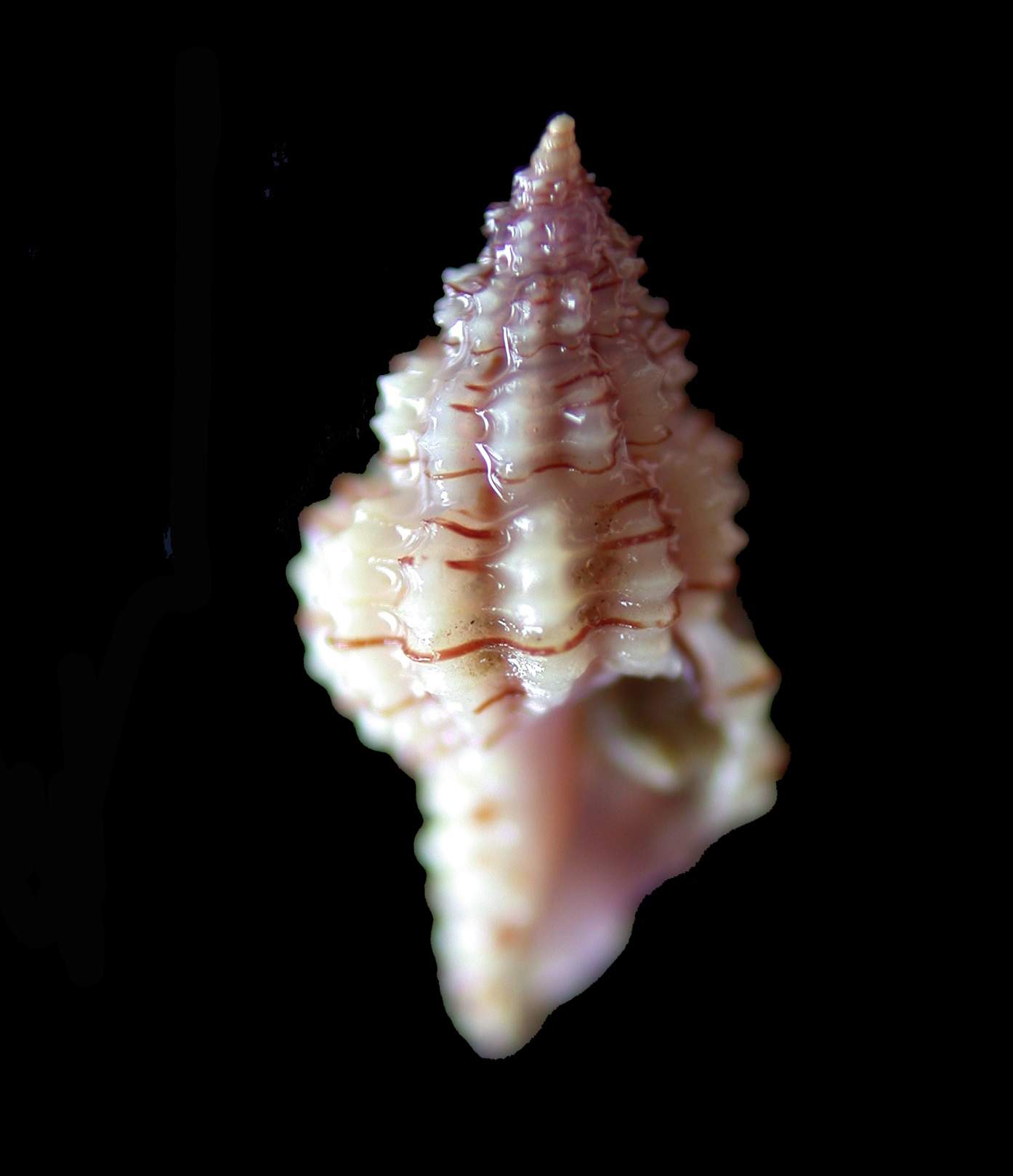 Raphitoma linearis  protoconca